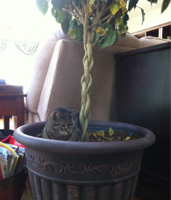 megsonthemoon:  notkatniss:  Kitty isn’t allow outside and she gets mad at us so she sits in the potted tree and pretends she is outside  SHE LOOKS SO SAD 