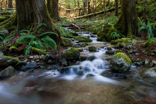 Mossy Creek by Bryn Tassell on Flickr.