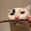 jinnietootsit