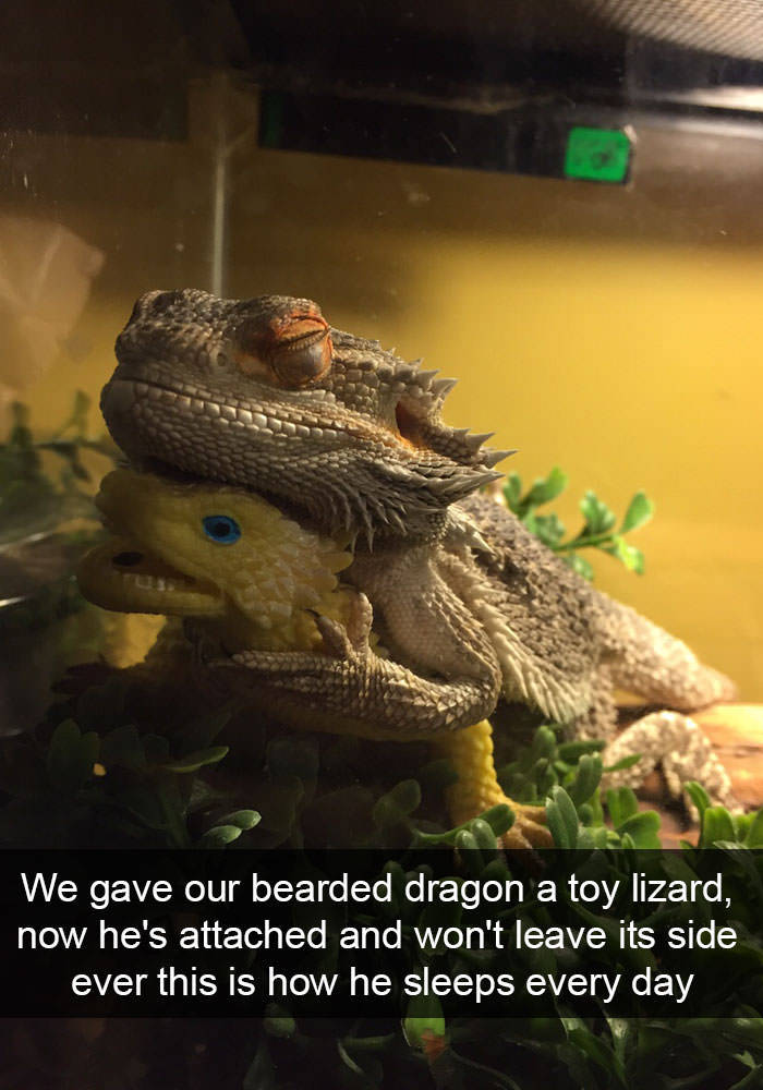 animalsnaps:more animal snaps