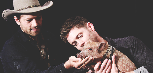 jensenacklesmishacollins:  [x]                 