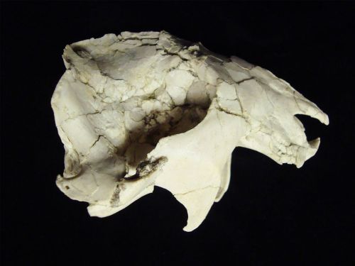 rhamphotheca:Dinosaur Era Fossil Reveals Mammal With Super SensesA nearly complete skull, found acci