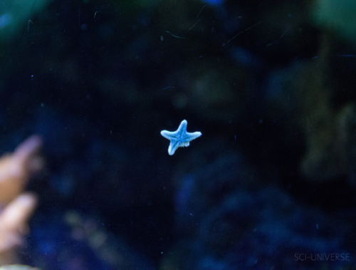 sci-universe:Tiny starfishes I captured in the aquariums of Artis Royal Zoo, Amsterdam