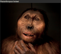 sixpenceee:  SCULPTING HUMAN EVOLUTION  Paleoartist Elisabeth