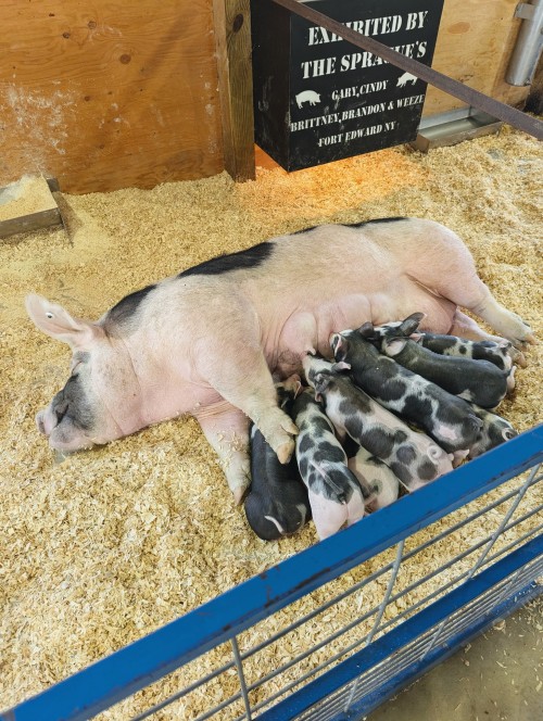 Fair Season In Upstate NY Is Becoming My Favorite Time Of Year. I Can't Think Of A Better Way To Spend