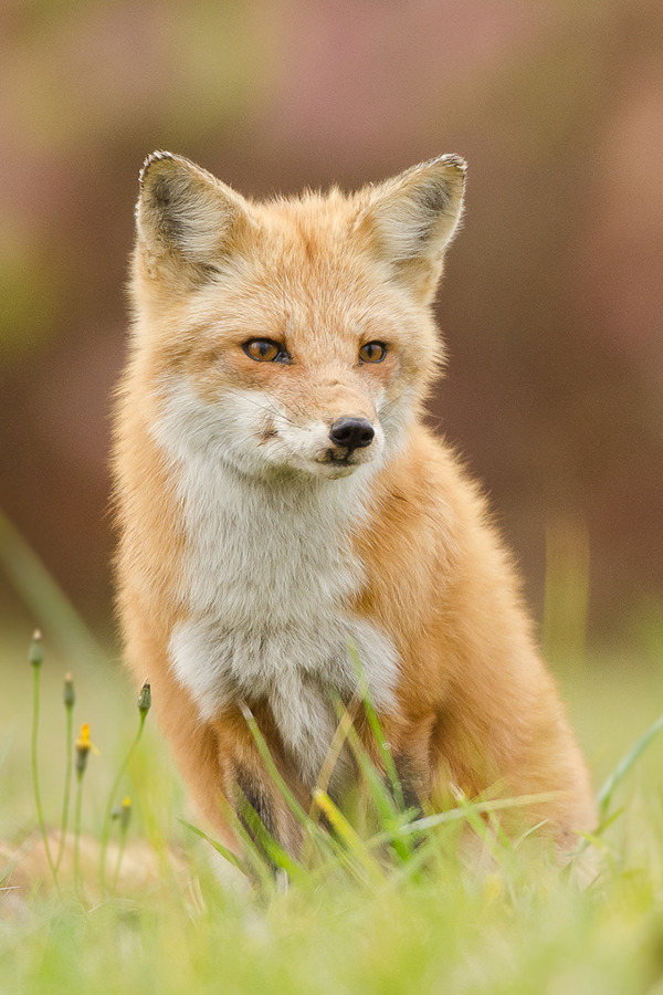  Red Fox - by: [Maxime Riendeau] 