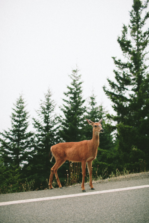 Oh deer!Photo by:  @alohacrabs | http://vincentcarabeo.com