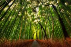 wonderous-world:  The Bamboo Forest by