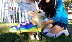 corgiaddict:  omelettethecorgi:  Omelette’s Halloween costume: Lady Rainicorn from Adventure Time! Ah wait no, I mean, Lady RainiCORG. My bad. As you can tell from that last picture, he was sooooo happy about being dressed up as a girl.  the last picture