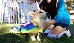 Corgiaddict:  Omelettethecorgi:  Omelette’s Halloween Costume: Lady Rainicorn From