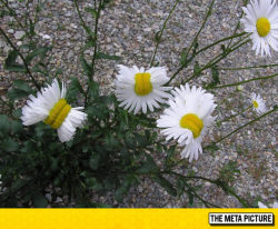 srsfunny:  Mutant Daisies From The Fukushima Disaster Sitehttp://srsfunny.tumblr.com/