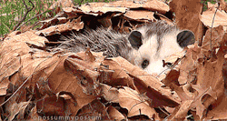 opossummypossum:  the saga lives 