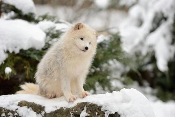 cuteness-daily:  Arctic Fox Appreciation Post!  look at this. this animal is almost