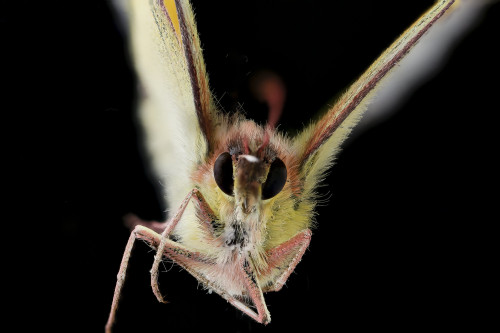 usgsbiml:Orange Sulphur - Colias eurytheme - Not sure how we got ahold of this specimens.  Perh