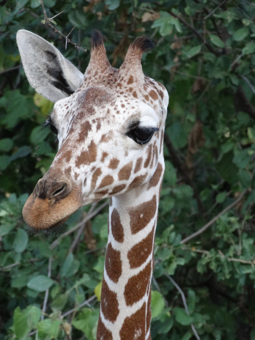 sdzoo:  A year ago, San Diego Zoo Global’s conservation team in Kenya rescued Mara after her parents were killed by poachers and her ear hacked off. The young giraffe was rehabilitated and today we are happy to report that Mara has been released back