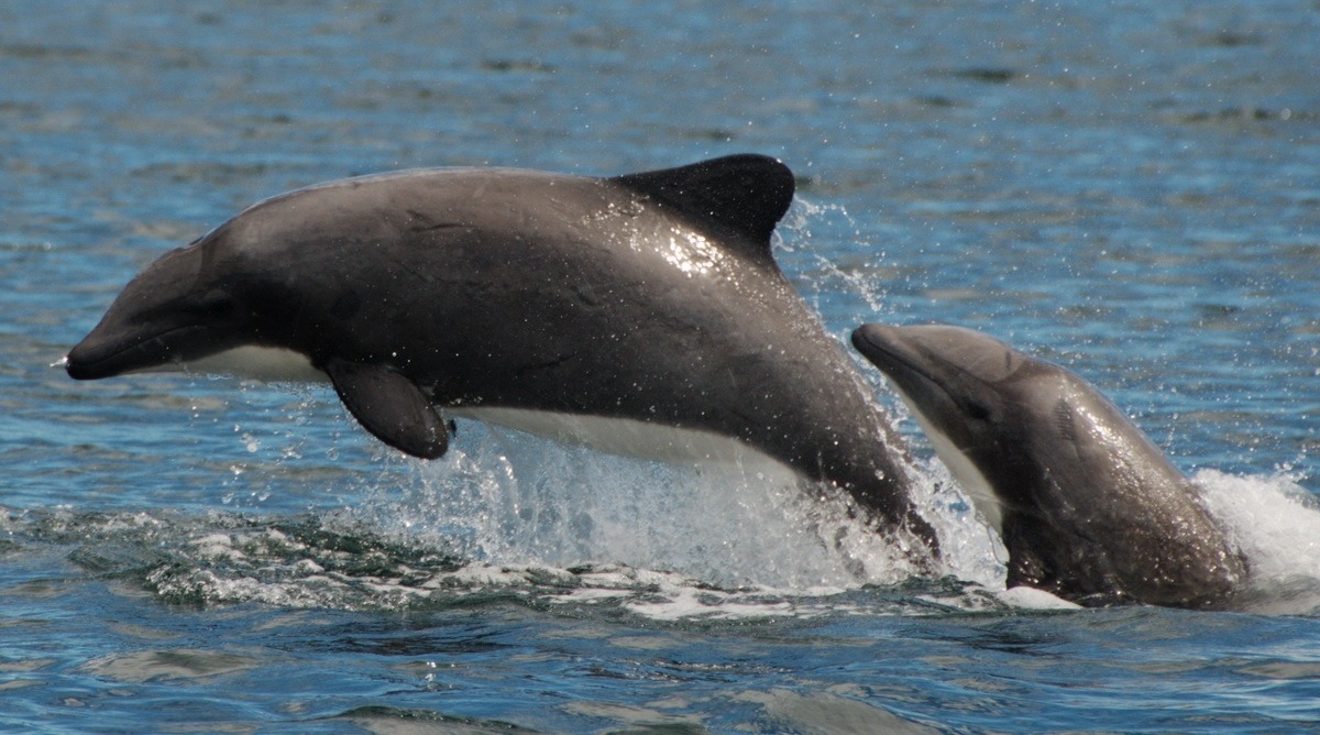 Endangered Cetaceans, part 19
Chilean dolphin, Cephalorhynchus eutropiaAlso known as the black dolphin (due to most knowledge of them being from stranded individuals who had begun to decompose, resulting in darker skin), the Chilean dolphin is...