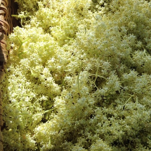 On the blog today: how to craft Elderflower cordial recipe, soda, cocktail and foraging tips bit.ly2