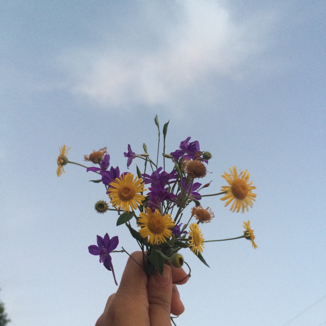 frankymood:  it’s fall but i love that how flowers keep still being beautifuul