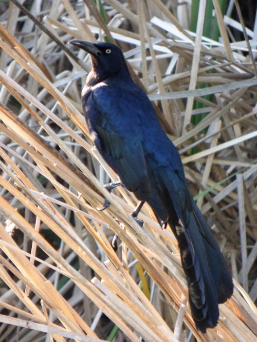 Great-tailed Grackle Appreciation Post