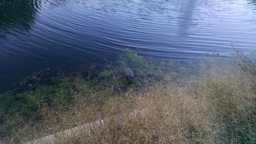 This is Chazz the Great Blue Heron. He always visits the campus pond like three times a day. Always 