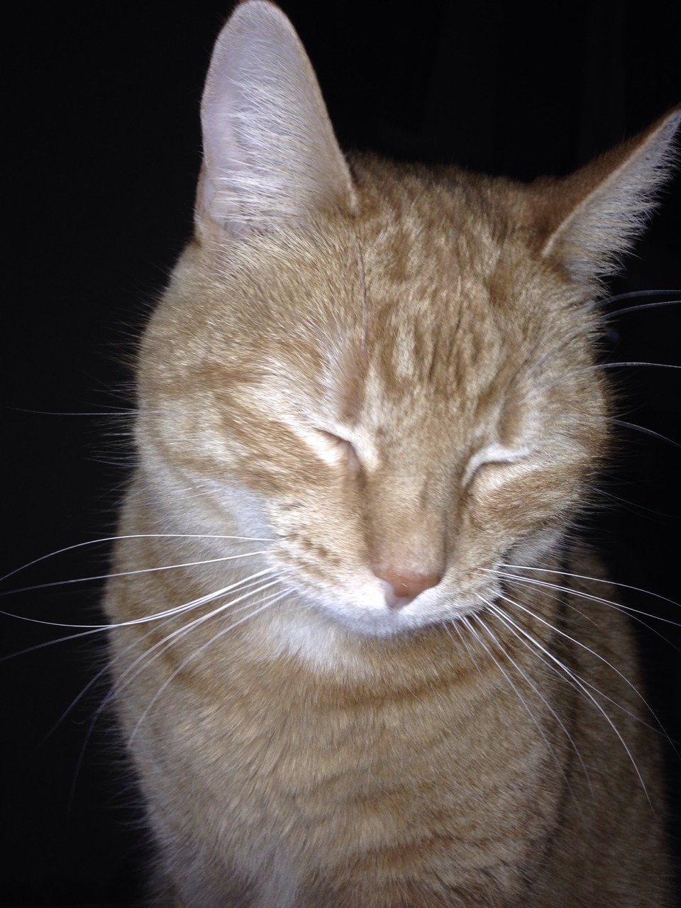 opiumdreamland:  I didn’t mean to put the flash on: the saga