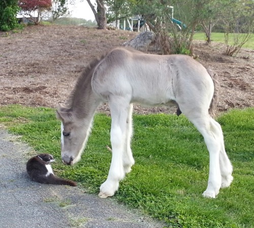 This is Angus, a 3 week old Clydesdale colt, meeting Gracie, one of the family cats.(via Patti Dilla