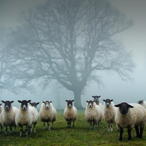 vurtual:Tree Guardians (by John Trent)