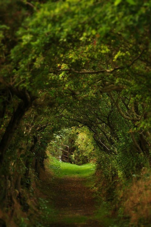 Porn photo bonitavista:   The Dark Hedges, Northern