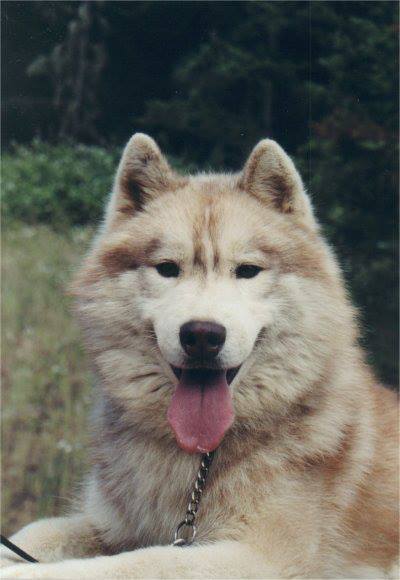 from Galena Creek Siberians