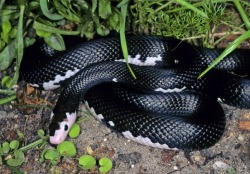 twofacedsheep:  Piebald Persian Rat Snake.
