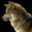 blackwolf25603