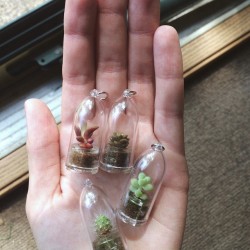 a-ccord:  I have mini plants and they are