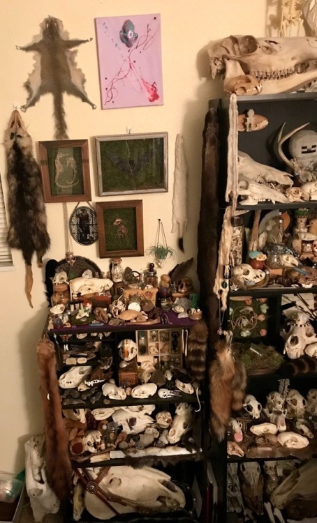 vulture-kitty: Collection update: 1/21/18 I am so running out of room .-.I have 0 idea where to pu