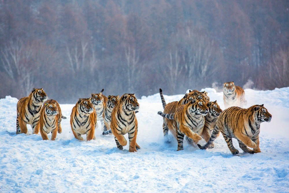 thecatspajama:Just some kitties playing in the snow. 