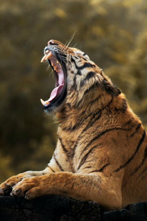 ilaurens:  Gape Tiger - By: (sethapol tiptongdee) 
