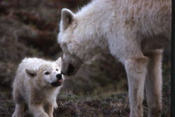 wolveswolves:  Arctic wolves (Canis lupus