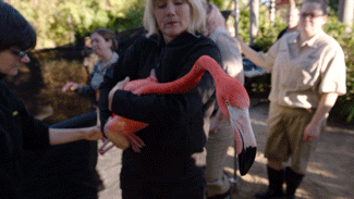 sdzoo:  No lassos in this flamingo roundup. Watch on YouTube. 