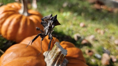 Autumn Photoshoot Featuring Nyx, My Subadult Darth Vader Mantis! Isn't She Spooky! I Hope To Breed Her
