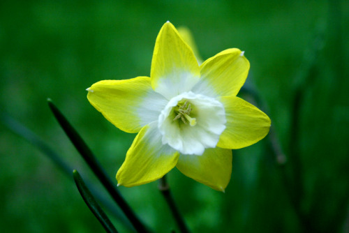 twilightsolo-photography: Yellow and White Narcissus ©twilightsolo-photography