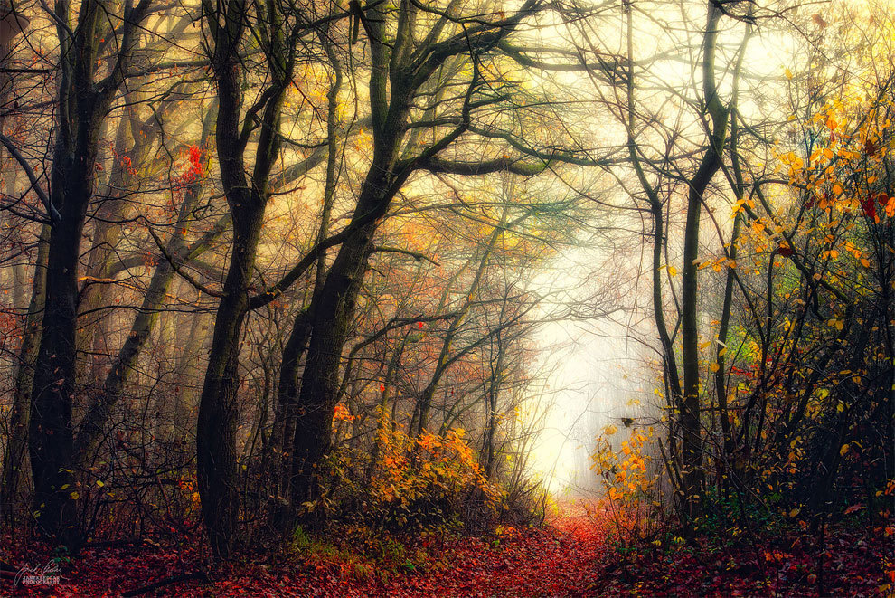 landscape-photo-graphy:  Enchanting Forests Photography Illuminate Autumn’s Beauty