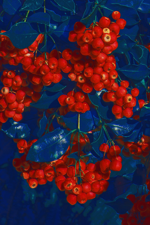 cookpot: duxuebing: Photography by Xuebing DU [id: Photo shows large clusters of bright red berries 