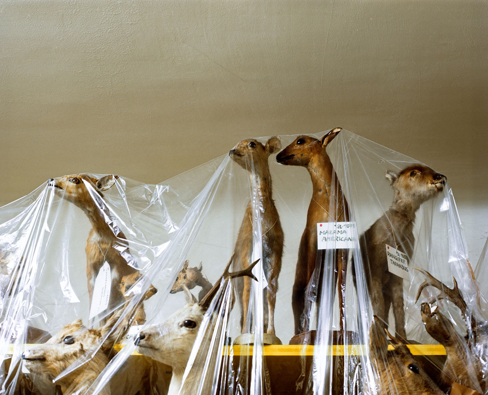 likeafieldmouse:  Klaus Pichler - Skeletons in the Closet: Museum of Natural History,