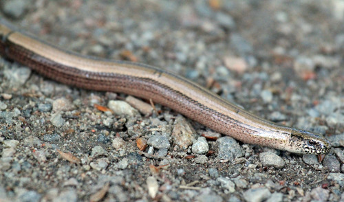 A slow worm.