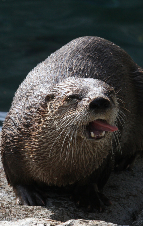 gracehelbig:buzzfeed:These otters are just excited to see you. YES.