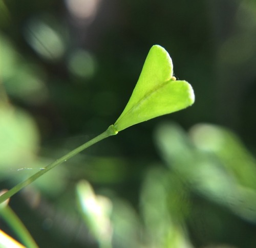 A nice little heart shaped seed pod, Capsella bursa-pastori.-Spores&amp;More
