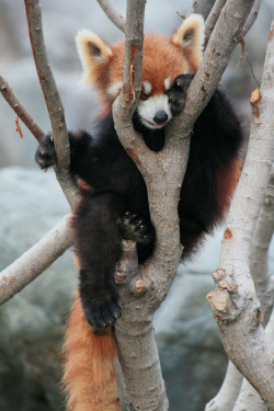 funkysafari:  Red panda after a hard day’s