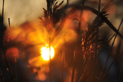 laurazalenga:  evening glow in the reed