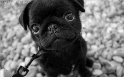aplacetolovedogs:  How cute is this tiny baby!