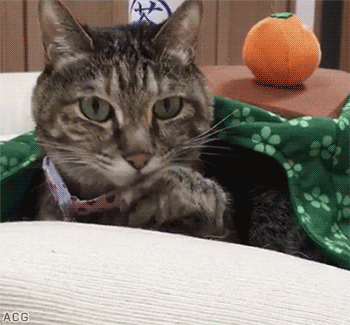 animated-cat-gifs:  Stretching Cat after a good nap: look at my claws, human 