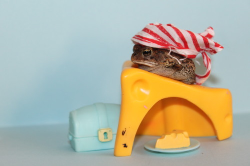 toadschooled:strongerbottles:This little shit is Pudgington.He’s a one legged toad who wants to promote body positivity and racial equality. Pudge is a pro feminist and resides in Florida, home of the gators, sun, and serial killers.Expect more Pudge